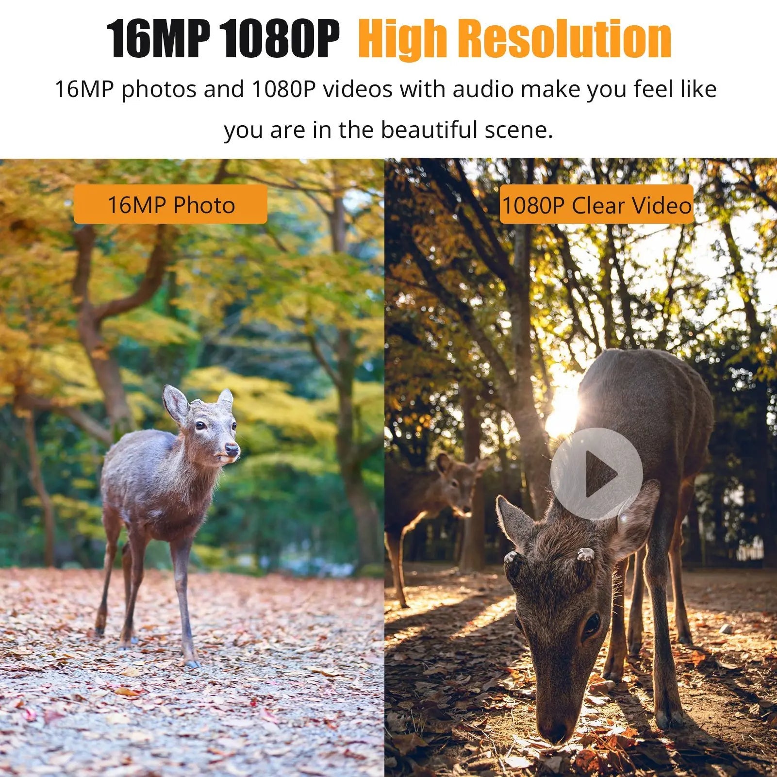 1080P Trail Camera with Night Vision – 16MP Wildlife