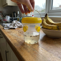 Fruit fly trap on kitchen worktop beside fruit bowl