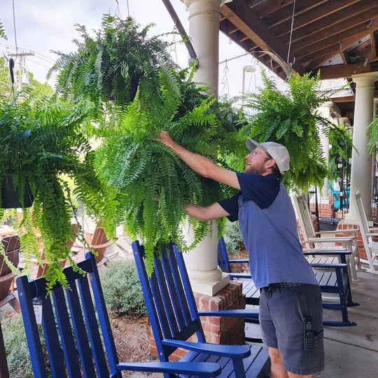 Artificial Boston Fern – UV Resistant Outdoor Plant